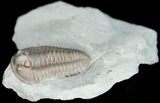 Flexicalymene Trilobite From Ohio - Very Inflated #11460-4